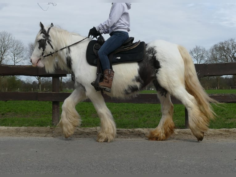 Cob Irlandese / Tinker / Gypsy Vanner Giumenta 8 Anni 138 cm Pezzato in Lathen