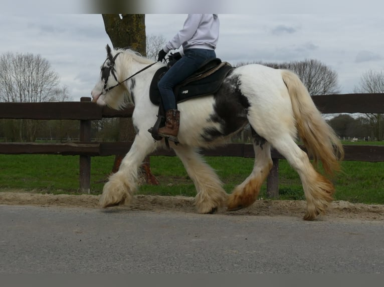 Cob Irlandese / Tinker / Gypsy Vanner Giumenta 8 Anni 138 cm Pezzato in Lathen