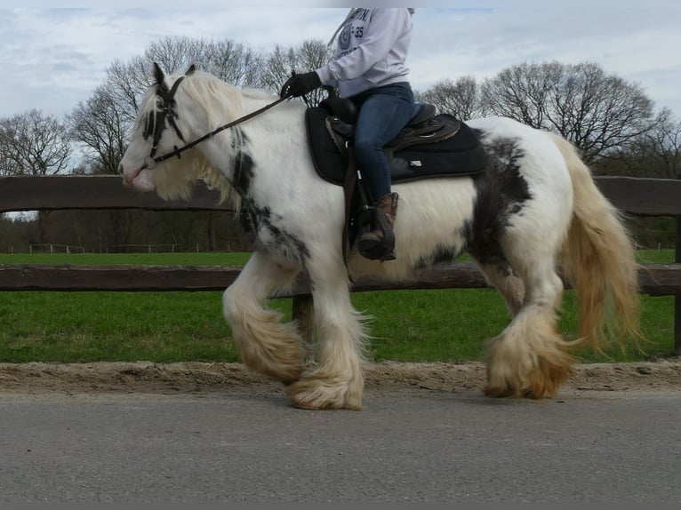 Cob Irlandese / Tinker / Gypsy Vanner Giumenta 8 Anni 138 cm Pezzato in Lathen