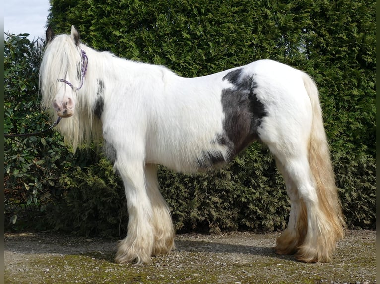 Cob Irlandese / Tinker / Gypsy Vanner Giumenta 8 Anni 138 cm Pezzato in Lathen