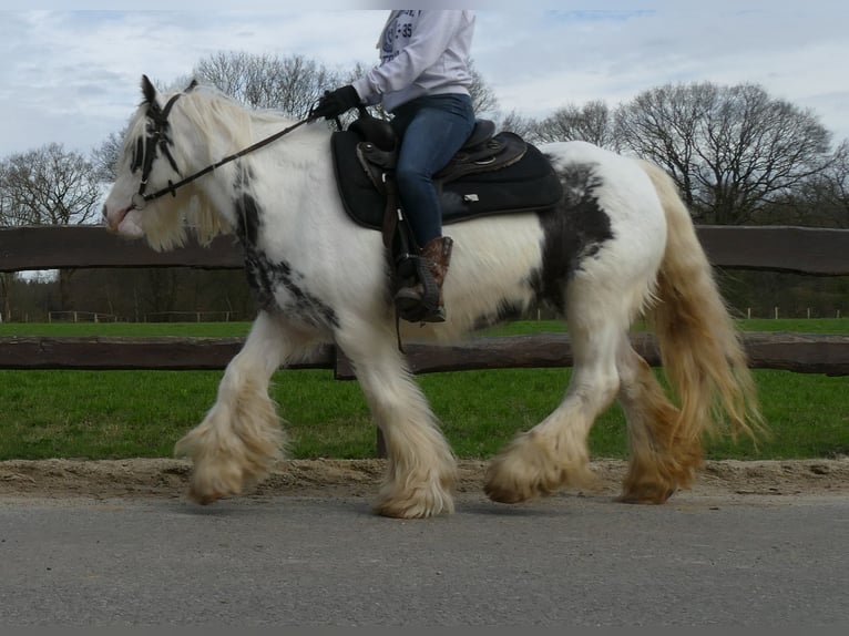 Cob Irlandese / Tinker / Gypsy Vanner Giumenta 8 Anni 138 cm Pezzato in Lathen