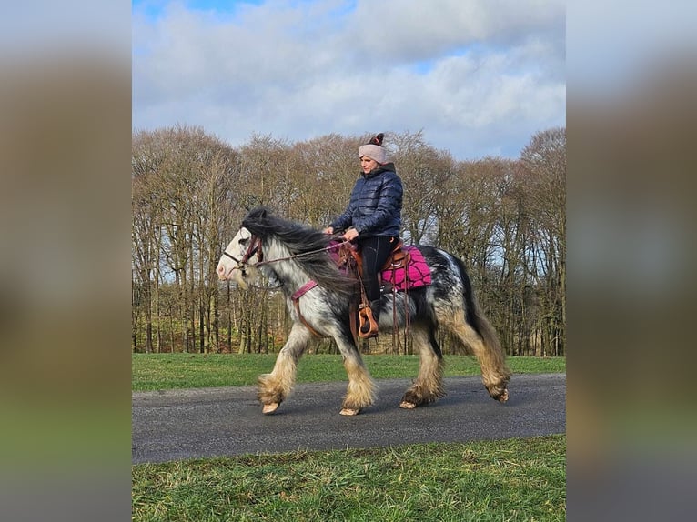 Cob Irlandese / Tinker / Gypsy Vanner Giumenta 8 Anni 139 cm Tovero-tutti i colori in Linkenbach