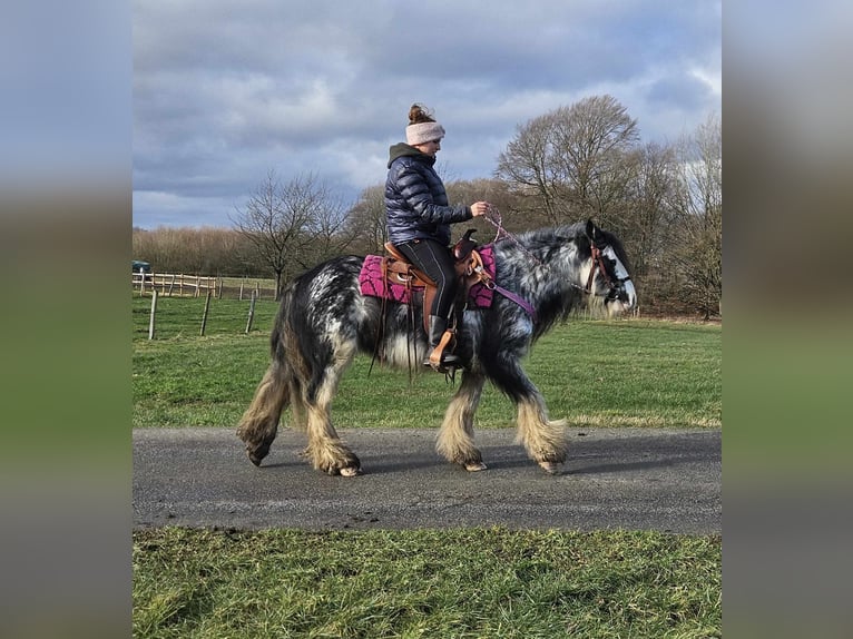 Cob Irlandese / Tinker / Gypsy Vanner Giumenta 8 Anni 139 cm Tovero-tutti i colori in Linkenbach