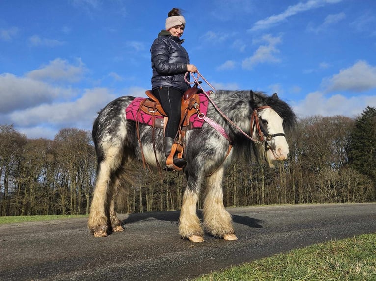 Cob Irlandese / Tinker / Gypsy Vanner Giumenta 8 Anni 139 cm Tovero-tutti i colori in Linkenbach