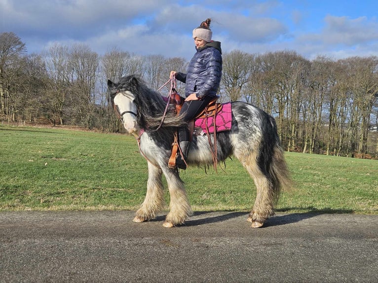 Cob Irlandese / Tinker / Gypsy Vanner Giumenta 8 Anni 139 cm Tovero-tutti i colori in Linkenbach