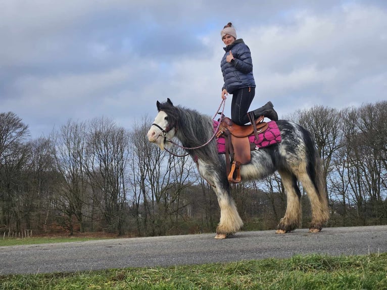 Cob Irlandese / Tinker / Gypsy Vanner Giumenta 8 Anni 139 cm Tovero-tutti i colori in Linkenbach