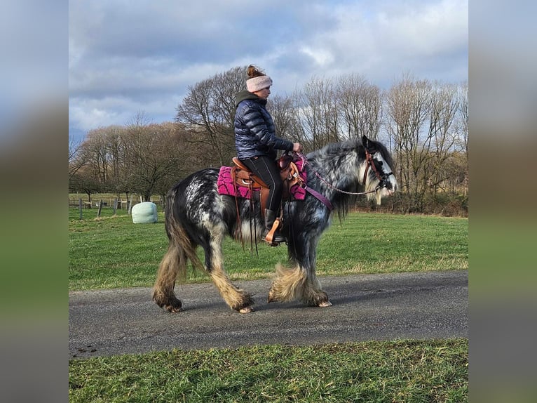 Cob Irlandese / Tinker / Gypsy Vanner Giumenta 8 Anni 139 cm Tovero-tutti i colori in Linkenbach