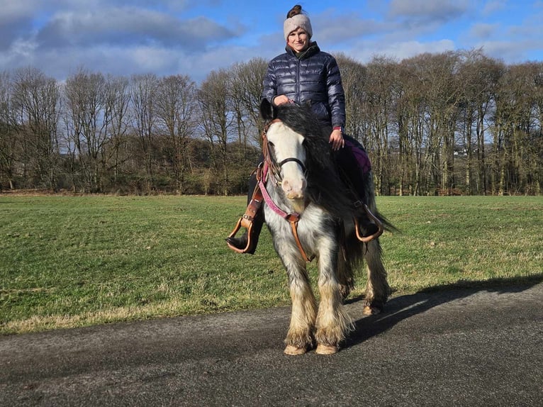 Cob Irlandese / Tinker / Gypsy Vanner Giumenta 8 Anni 139 cm Tovero-tutti i colori in Linkenbach