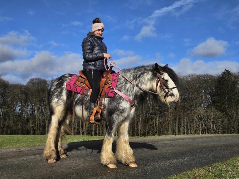 Cob Irlandese / Tinker / Gypsy Vanner Giumenta 8 Anni 139 cm Tovero-tutti i colori in Linkenbach