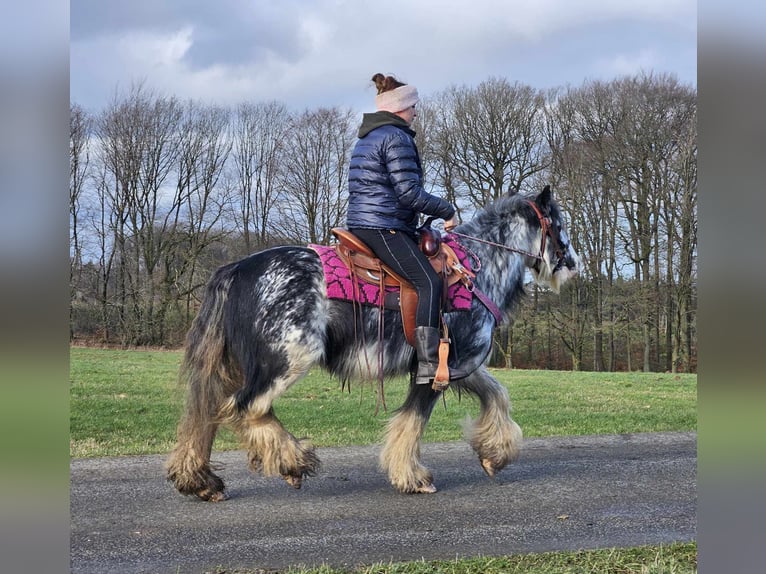 Cob Irlandese / Tinker / Gypsy Vanner Giumenta 8 Anni 139 cm Tovero-tutti i colori in Linkenbach