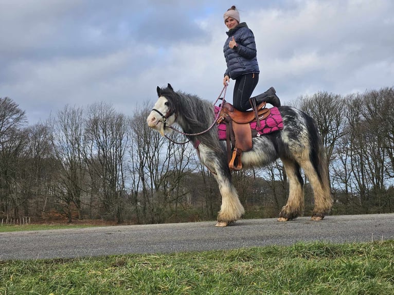 Cob Irlandese / Tinker / Gypsy Vanner Giumenta 8 Anni 139 cm Tovero-tutti i colori in Linkenbach