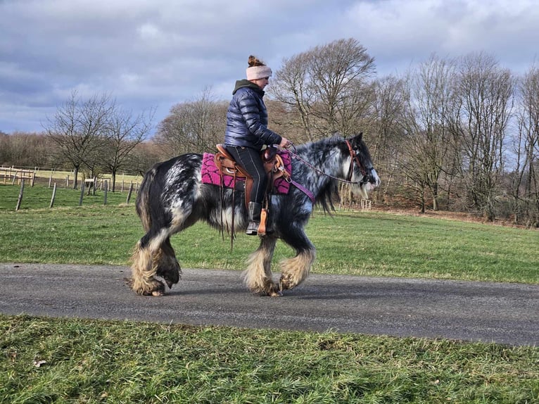 Cob Irlandese / Tinker / Gypsy Vanner Giumenta 8 Anni 139 cm Tovero-tutti i colori in Linkenbach