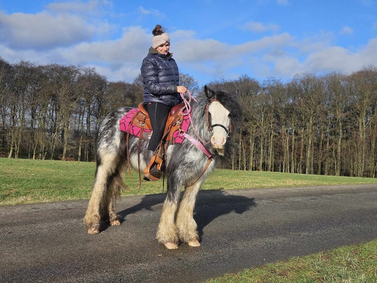 Cob Irlandese / Tinker / Gypsy Vanner Giumenta 8 Anni 139 cm Tovero-tutti i colori in Linkenbach