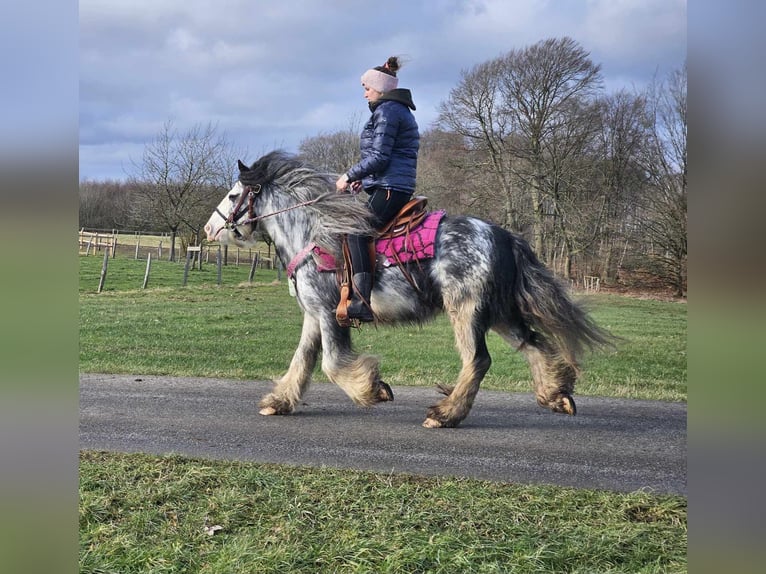 Cob Irlandese / Tinker / Gypsy Vanner Giumenta 8 Anni 139 cm Tovero-tutti i colori in Linkenbach