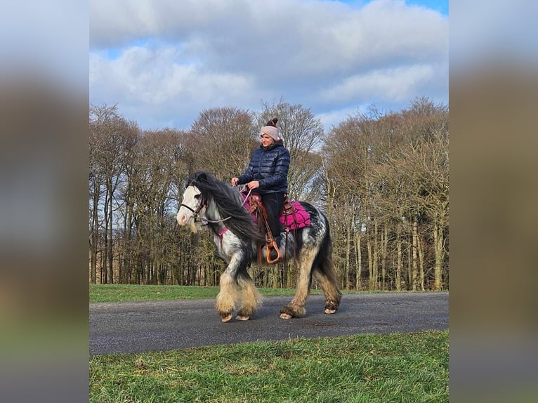 Cob Irlandese / Tinker / Gypsy Vanner Giumenta 8 Anni 139 cm Tovero-tutti i colori in Linkenbach