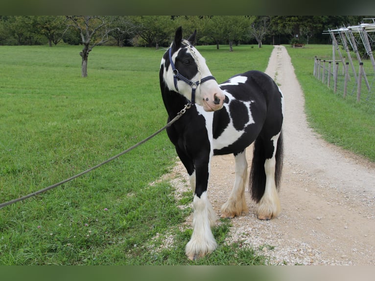 Cob Irlandese / Tinker / Gypsy Vanner Giumenta 8 Anni 140 cm Pezzato in St. Pantaleon