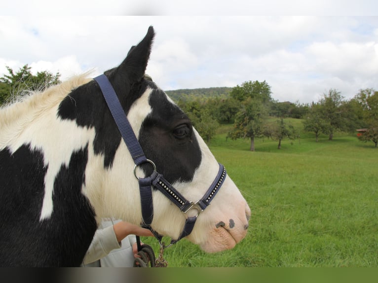 Cob Irlandese / Tinker / Gypsy Vanner Giumenta 8 Anni 140 cm Pezzato in St. Pantaleon