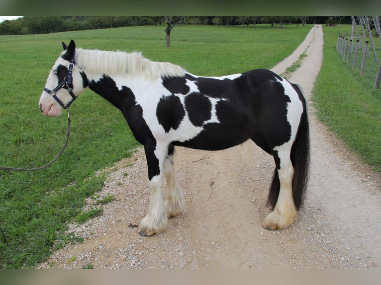 Cob Irlandese / Tinker / Gypsy Vanner Giumenta 8 Anni 140 cm Pezzato in St. Pantaleon