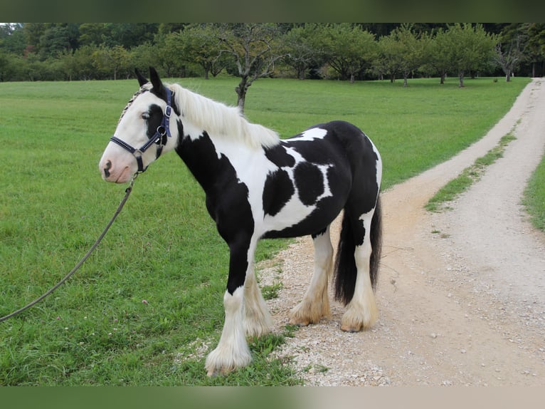 Cob Irlandese / Tinker / Gypsy Vanner Giumenta 8 Anni 140 cm Pezzato in St. Pantaleon