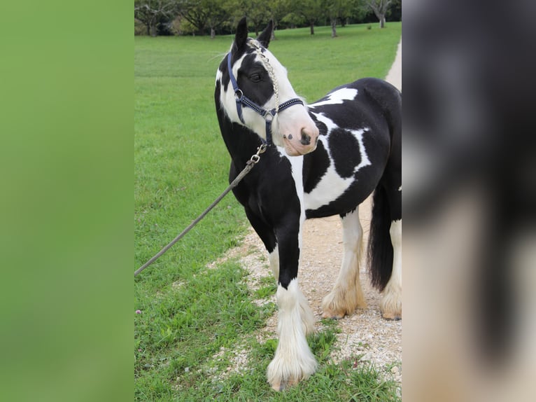 Cob Irlandese / Tinker / Gypsy Vanner Giumenta 8 Anni 140 cm Pezzato in St. Pantaleon