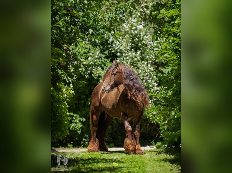 Cob Irlandese / Tinker / Gypsy Vanner Giumenta 8 Anni 142 cm Baio in Pieszyce