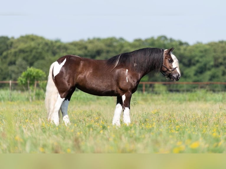 Cob Irlandese / Tinker / Gypsy Vanner Giumenta 8 Anni 142 cm Tobiano-tutti i colori in Bear