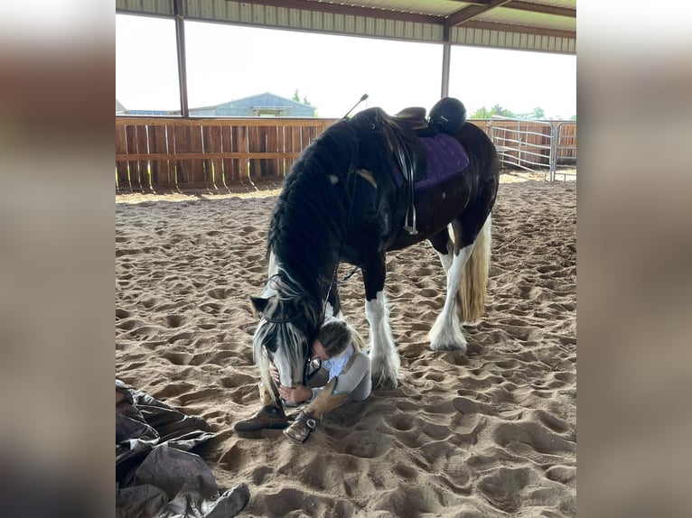 Cob Irlandese / Tinker / Gypsy Vanner Giumenta 8 Anni 142 cm Tobiano-tutti i colori in Bear