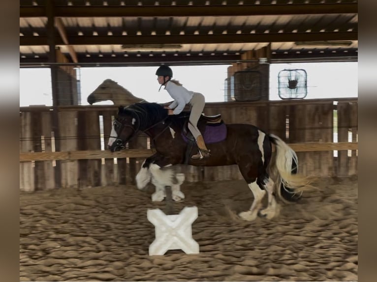 Cob Irlandese / Tinker / Gypsy Vanner Giumenta 8 Anni 142 cm Tobiano-tutti i colori in Bear