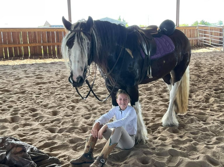 Cob Irlandese / Tinker / Gypsy Vanner Giumenta 8 Anni 142 cm Tobiano-tutti i colori in Bear