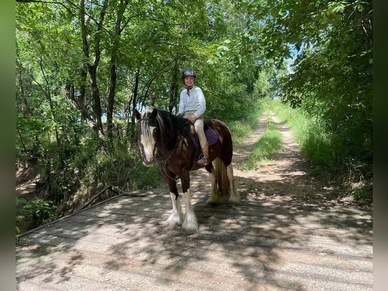 Cob Irlandese / Tinker / Gypsy Vanner Giumenta 8 Anni 142 cm Tobiano-tutti i colori in Bear