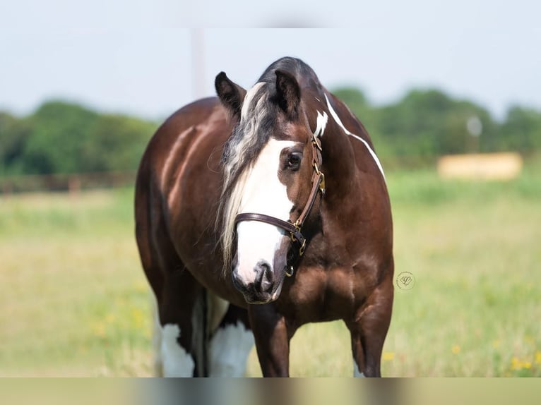 Cob Irlandese / Tinker / Gypsy Vanner Giumenta 8 Anni 142 cm Tobiano-tutti i colori in Bear