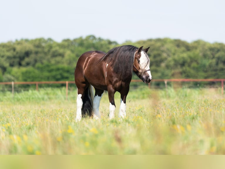 Cob Irlandese / Tinker / Gypsy Vanner Giumenta 8 Anni 142 cm Tobiano-tutti i colori in Bear