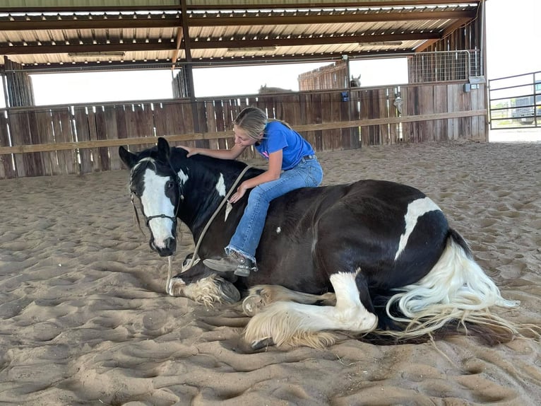 Cob Irlandese / Tinker / Gypsy Vanner Giumenta 8 Anni 142 cm Tobiano-tutti i colori in Bear