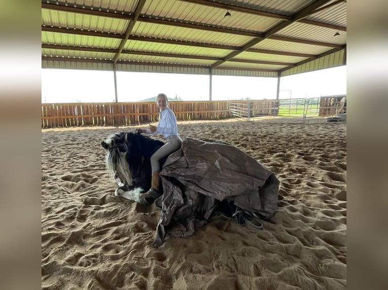 Cob Irlandese / Tinker / Gypsy Vanner Giumenta 8 Anni 142 cm Tobiano-tutti i colori in Bear