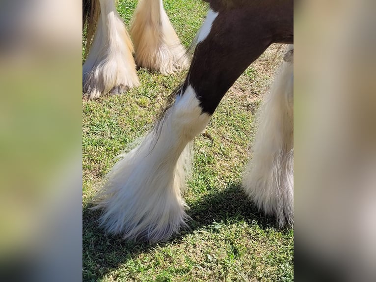 Cob Irlandese / Tinker / Gypsy Vanner Giumenta 8 Anni 142 cm Tobiano-tutti i colori in Bear