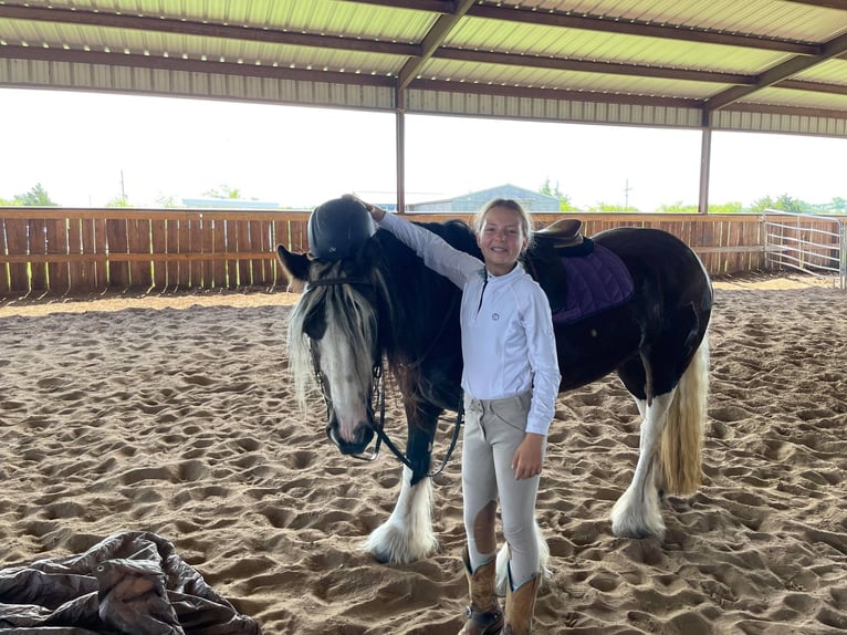 Cob Irlandese / Tinker / Gypsy Vanner Giumenta 8 Anni 142 cm Tobiano-tutti i colori in Bear