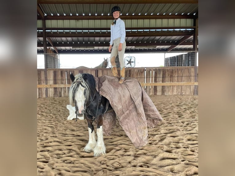 Cob Irlandese / Tinker / Gypsy Vanner Giumenta 8 Anni 142 cm Tobiano-tutti i colori in Bear