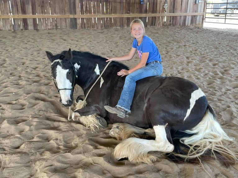 Cob Irlandese / Tinker / Gypsy Vanner Giumenta 8 Anni 142 cm Tobiano-tutti i colori in Bear