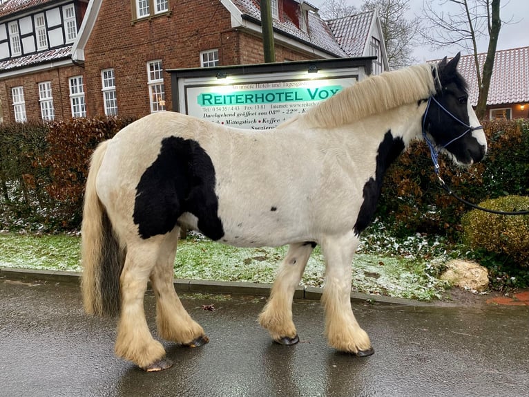 Cob Irlandese / Tinker / Gypsy Vanner Giumenta 8 Anni 143 cm Pezzato in Eggermühlen OT Bockraden