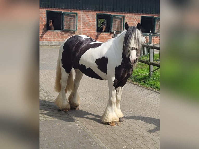 Cob Irlandese / Tinker / Gypsy Vanner Giumenta 8 Anni 144 cm Pezzato in Westerstede