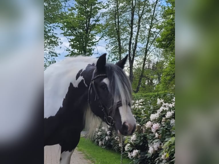 Cob Irlandese / Tinker / Gypsy Vanner Giumenta 8 Anni 144 cm Pezzato in Westerstede