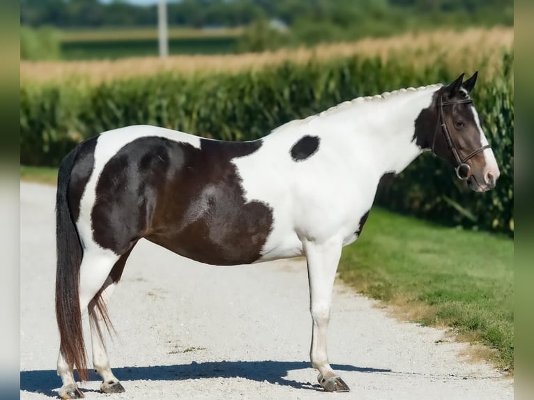 Cob Irlandese / Tinker / Gypsy Vanner Mix Giumenta 8 Anni 145 cm in Joy, IL