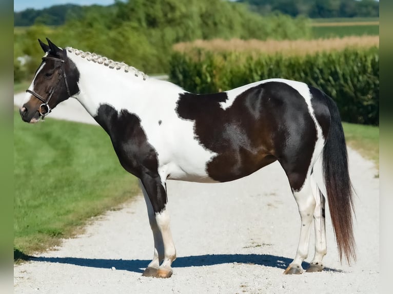 Cob Irlandese / Tinker / Gypsy Vanner Mix Giumenta 8 Anni 145 cm in Joy, IL