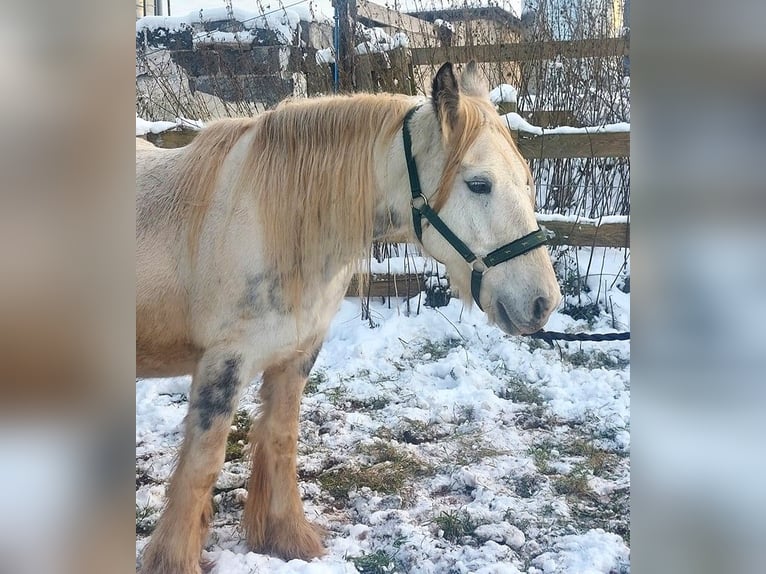 Cob Irlandese / Tinker / Gypsy Vanner Giumenta 8 Anni 145 cm Pezzato in Wlen