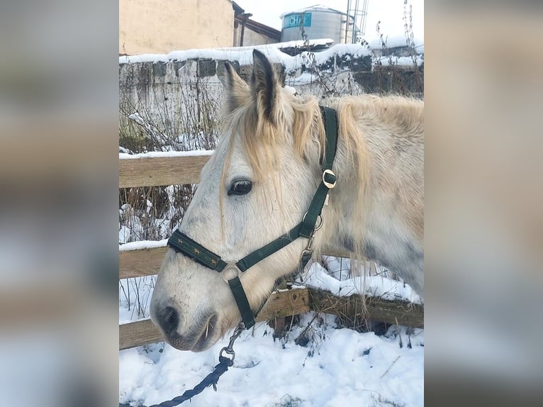 Cob Irlandese / Tinker / Gypsy Vanner Giumenta 8 Anni 145 cm Pezzato in Wlen