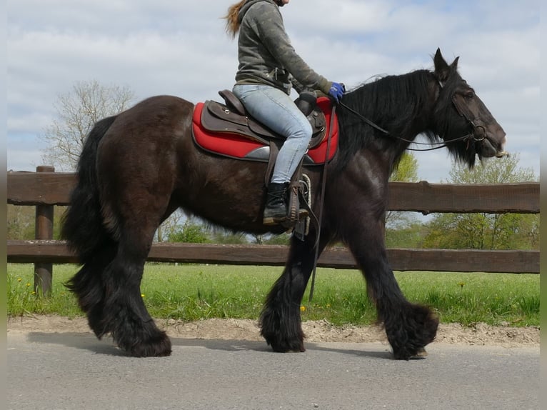 Cob Irlandese / Tinker / Gypsy Vanner Giumenta 8 Anni 146 cm Baio nero in Lathen