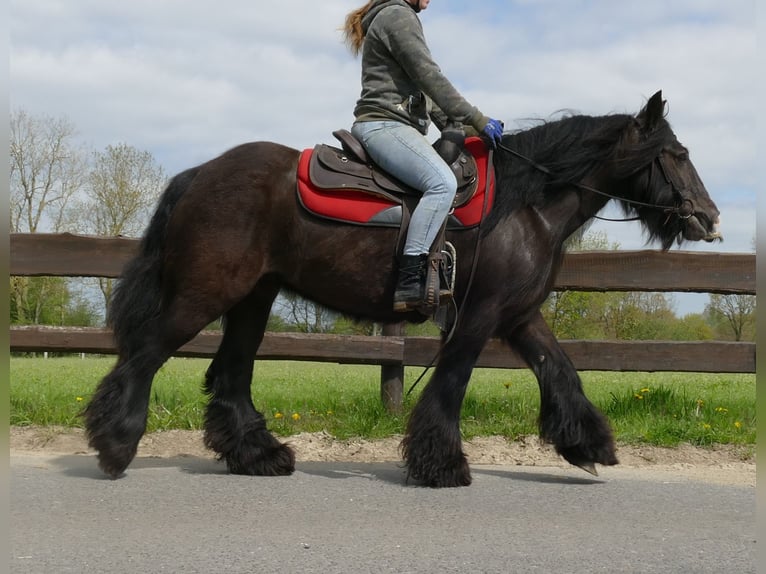 Cob Irlandese / Tinker / Gypsy Vanner Giumenta 8 Anni 146 cm Baio nero in Lathen