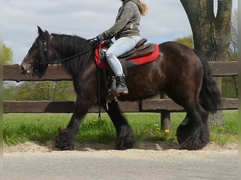 Cob Irlandese / Tinker / Gypsy Vanner Giumenta 8 Anni 146 cm Baio nero in Lathen