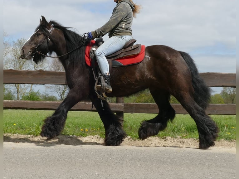 Cob Irlandese / Tinker / Gypsy Vanner Giumenta 8 Anni 146 cm Baio nero in Lathen