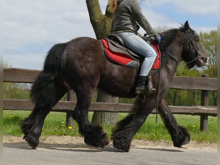 Cob Irlandese / Tinker / Gypsy Vanner Giumenta 8 Anni 146 cm Baio nero in Lathen